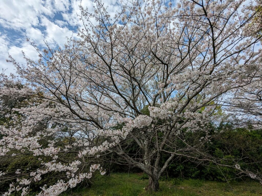 桜が満開！